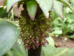 Eucomis schijffii pale plant, dark flower stalk